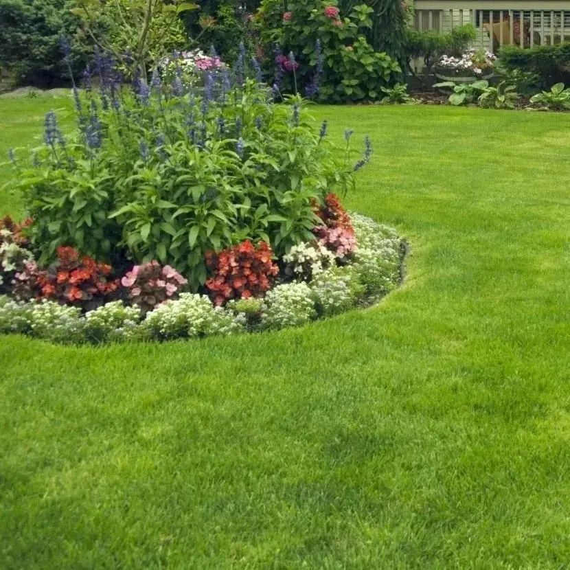 🔥 🌱 Igihaljas kääbuseemne neljaks aastaajaks🌾 | Loo siin oma ideaalne muru🌼 Zorenza