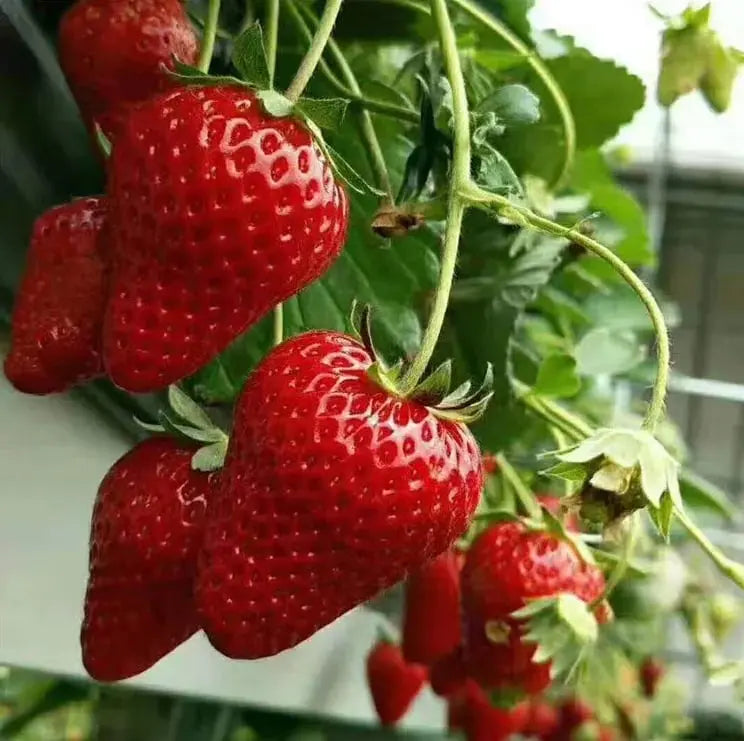🍓 CREME-ERDBEERE - DIE QUELLE DER SÜSSE IN IHREM GART, DAS GANZE JAHR ÜBER! Zorenza