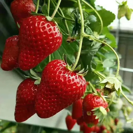 🍓 CREME-ERDBEERE - DIE QUELLE DER SÜSSE IN IHREM GART, DAS GANZE JAHR ÜBER! Zorenza