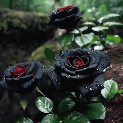 RARE BLACK RED ROSE FLOWER SEEDS Zorenza