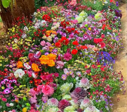 🔥Last day clearance💝Mixed Perennial Flowers Seeds-Over 60 kinds mixed Zorenza