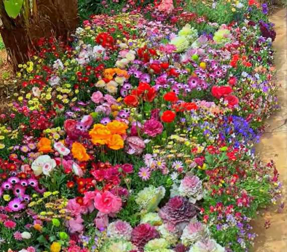 1000 Seeds Perennial Flower Mix | 60+ Varieties for Year-Round Beauty & Biodiversity Homezys