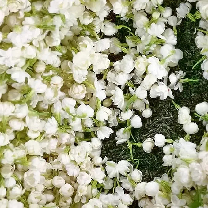 LAST DAY Promotion🌸Double Jasmine Seeds（Free Nutrient Solution） Zorenza