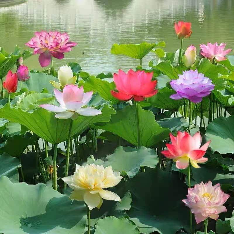 10-Piece Colorful Bonsai Lotus Seeds – Perfect for Water Bowls or Indoor Water Gardens Homezys