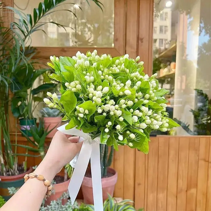 LAST DAY Promotion🌸Double Jasmine Seeds（Free Nutrient Solution） Zorenza