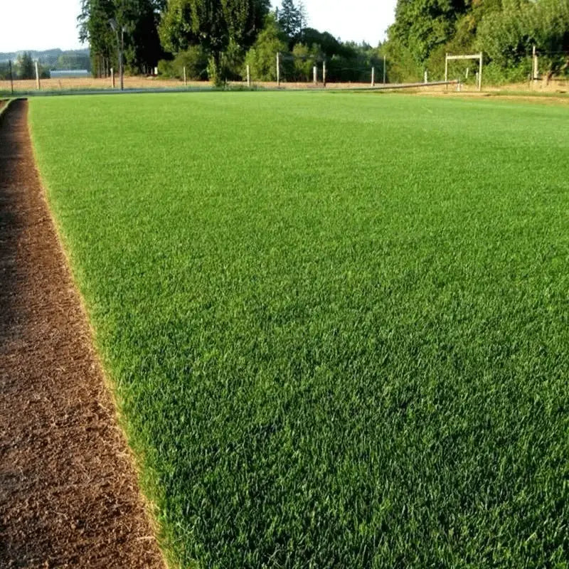🔥 🌱 Igihaljas kääbuseemne neljaks aastaajaks🌾 | Loo siin oma ideaalne muru🌼 Zorenza