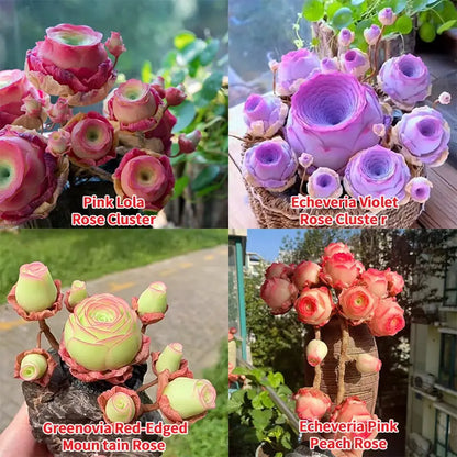MountainRose™ — Effortless Beauty That Thrives Homezys