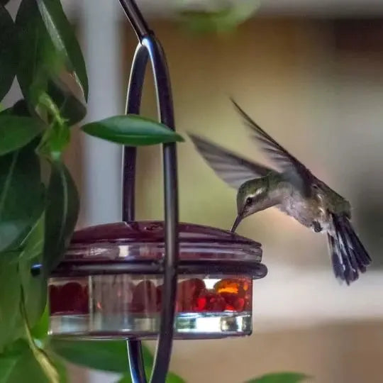 🎉Slim hummingbird feeder Zorenza