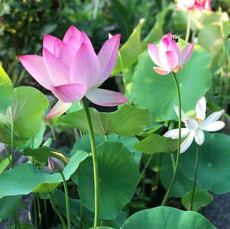 10-Piece Colorful Bonsai Lotus Seeds – Perfect for Water Bowls or Indoor Water Gardens Homezys