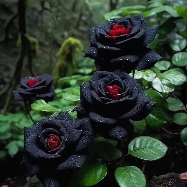 RARE BLACK RED ROSE FLOWER SEEDS Zorenza