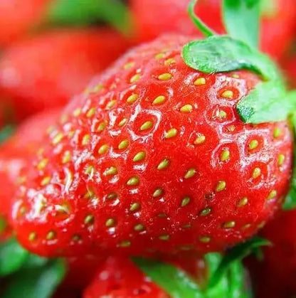 🍓 CREME-ERDBEERE - DIE QUELLE DER SÜSSE IN IHREM GART, DAS GANZE JAHR ÜBER! Zorenza