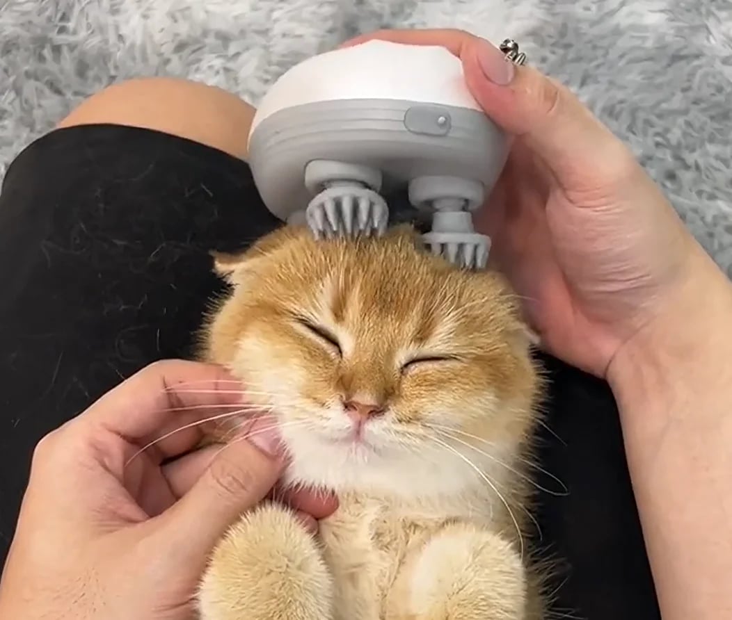 Cat Massager — Pure Relaxation for Your Cat Homezys