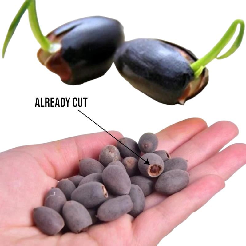 10-Piece Colorful Bonsai Lotus Seeds – Perfect for Water Bowls or Indoor Water Gardens Homezys