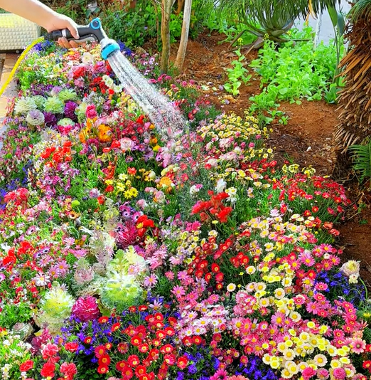 1000 Seeds Perennial Flower Mix | 60+ Varieties for Year-Round Beauty & Biodiversity Homezys
