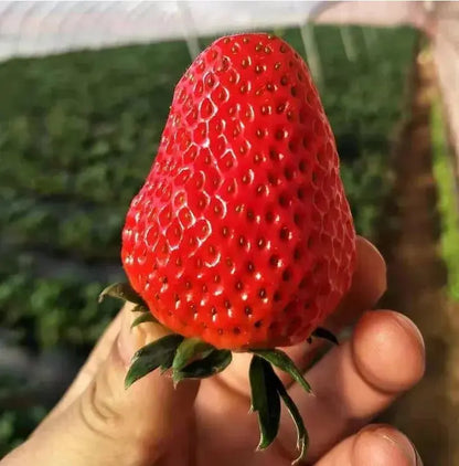 🍓 CREME-ERDBEERE - DIE QUELLE DER SÜSSE IN IHREM GART, DAS GANZE JAHR ÜBER! Zorenza