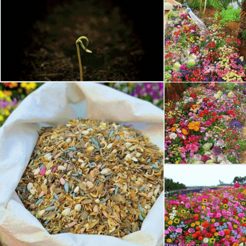 Mixture of perennial flower seeds - over 60 varieties Zorenza