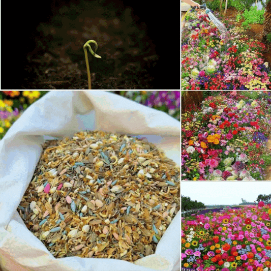 Mixture of perennial flower seeds - over 60 varieties Zorenza